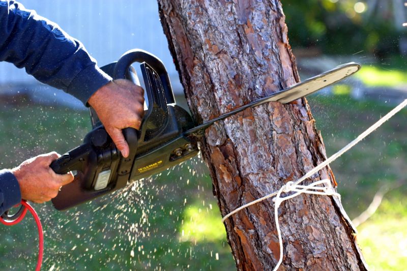 Professional Tree Cutting