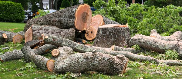 Large Tree Removal in Athens