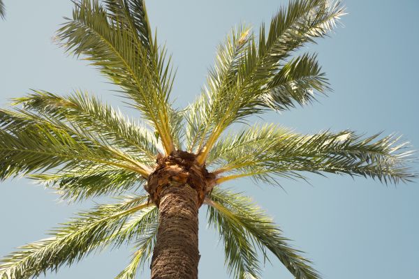 Palm Tree Removal in Athens