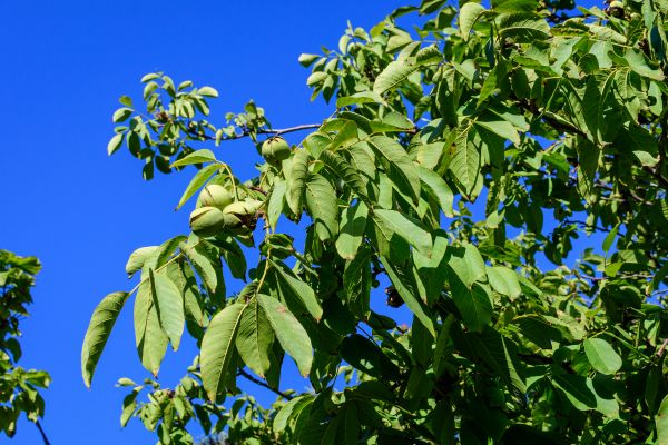 Walnut Tree Removal in Athens