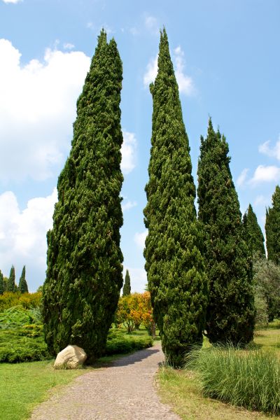 Cypress Tree Removal in Athens