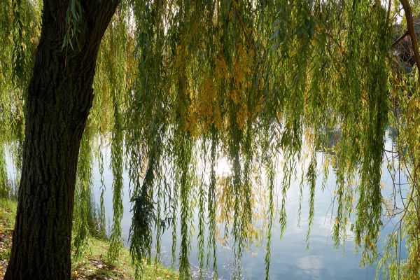 Willow Tree Removal in Athens