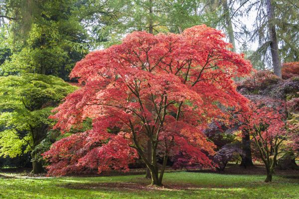 Maple Tree Removal in Athens