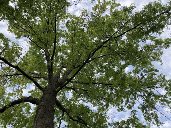 Oak Tree Removal in Athens