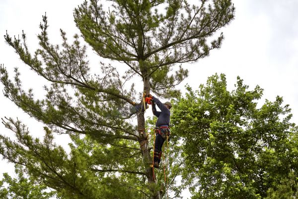 Pine Tree Removal in Athens