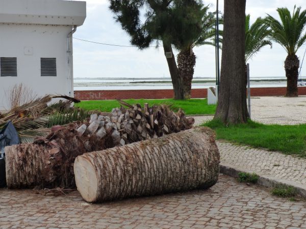 Palm Trees Removal in Athens