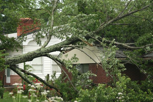 Emergency Tree Removal in Athens