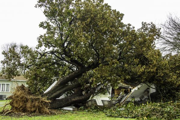 Fallen Tree Removal in Athens