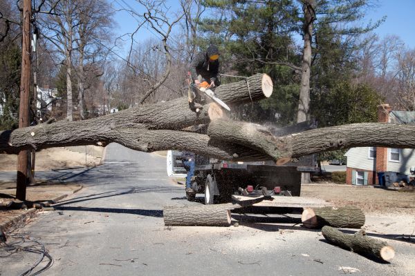 Residential Tree Removal in Athens